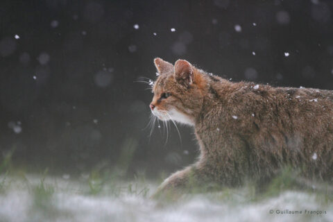 portrait-chat-forestier-hiver-neige-guillaume-francois-photographe-nature © Guillaume François