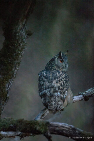 portrait-Hibou-grand-duc-europe-sentinelle-guillaume-francois-photographe-nature-animalier © Guillaume François