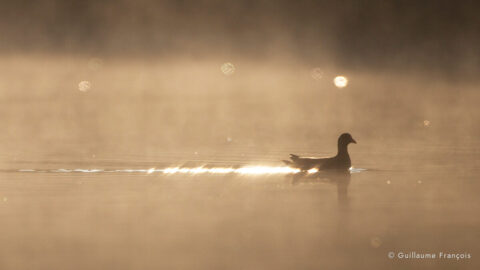 poule-d-eau-guillaume-francois-photographe-nature-sauvage-animalier-naturaliste (3) © Guillaume François