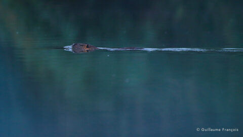ragondin-guillaume-francois-photographe-nature-sauvage-animalier-naturaliste © Guillaume François
