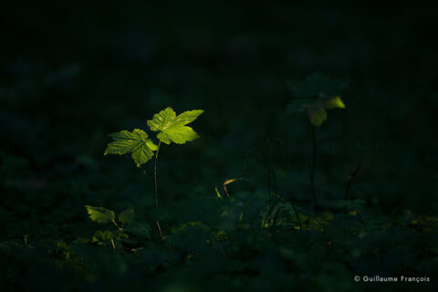 renaissance-foret-guillaume-francois-photographe-nature-animalier © Guillaume François