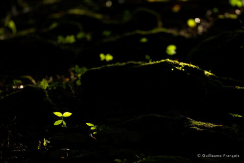 renaissance-sous-bois-guillaume-francois-photographe-nature-animalier © Guillaume François