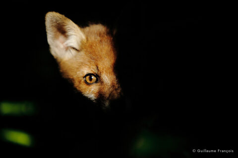 renard-portrait-mi-ombre-mi-lumiere-guillaume-francois-photographe-nature-animalier © Guillaume François