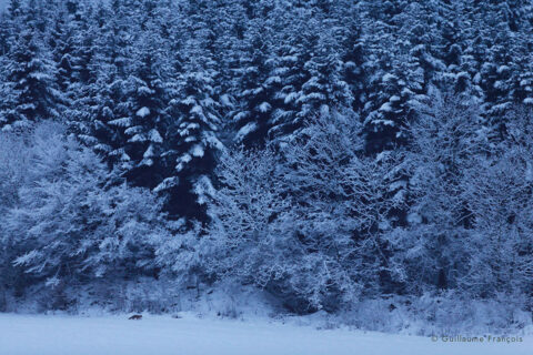 renard-roux-ambiance-neige-hiver-guillaume-francois-photographe-nature-animalier © Guillaume François