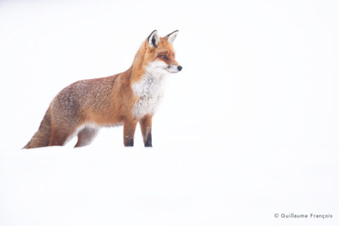 renard-roux-approche-neige-hiver-guillaume-francois-photographe-nature-animalier © Guillaume François
