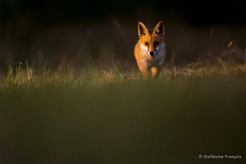 renard-roux-guillaume-francois-photographe-nature-animalier © Guillaume François
