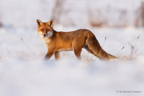 renard-roux-hiver-guillaume-francois-photographe-nature-animalier © Guillaume François
