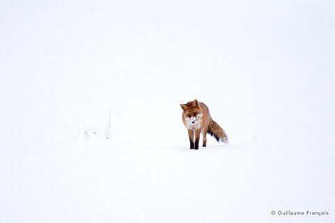 renard-roux-mulotage-affut-neige-hiver-guillaume-francois-photographe-nature-animalier © Guillaume François