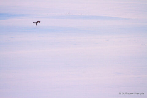 renard-roux-mulotage-neige-hiver-guillaume-francois-photographe-nature-animalier © Guillaume François