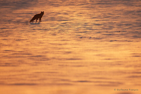 renard-roux-neige-ambiance-ambre-hiver-guillaume-francois-photographe-nature-animalier © Guillaume François