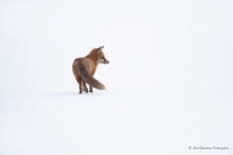 renard-roux-neige-hiver-guillaume-francois-photographe-nature-animalier (2) © Guillaume François