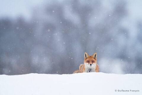 renard-roux-neige-hiver-guillaume-francois-photographe-nature-animalier (3) © Guillaume François