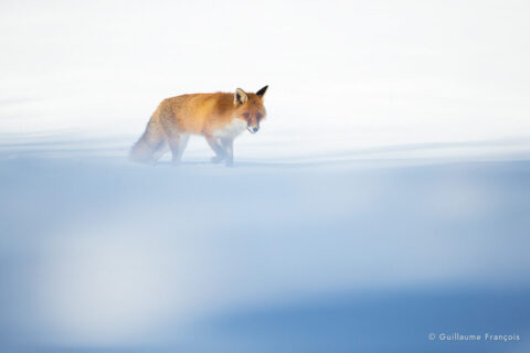 renard-roux-neige-hiver-guillaume-francois-photographe-nature-animalier.jpg (2) © Guillaume François