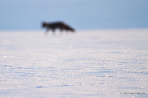 renard-roux-neige-hiver-guillaume-francois-photographe-nature-animalier.jpg © Guillaume François