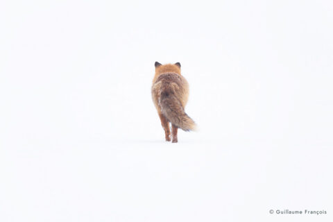 renard-roux-neige-hiver-guillaume-francois-photographe-nature-animalier-sauvage © Guillaume François