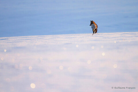 renard-roux-neige-hiver-guillaume-francois-photographe-nature-animalier © Guillaume François