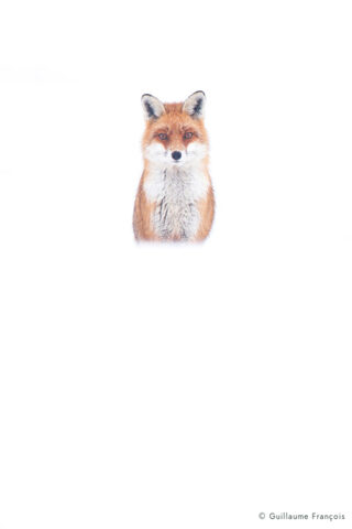 renard-roux-neige-portrait-hiver-guillaume-francois-photographe-nature-animalier-sauvage © Guillaume François