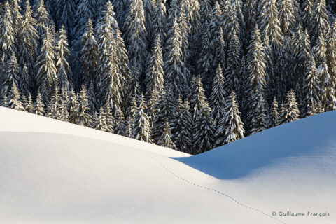 renard-roux-paysage-sapin-traces-empreintes-neige-hiver-guillaume-francois-photographe-nature-animalier © Guillaume François