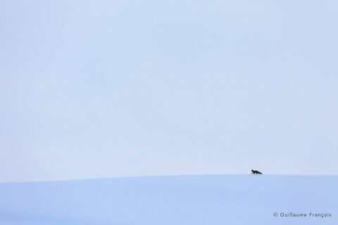 renard-roux-planete-bleue-ambiance-neige-hiver-guillaume-francois-photographe-nature-animalier © Guillaume François