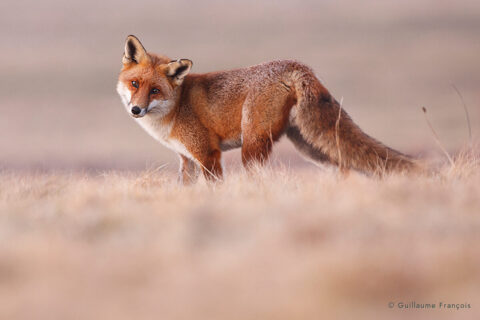 renard-roux-portrait-guillaume-francois-photographe-nature-animalier © Guillaume François