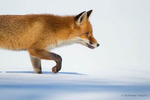 renard-roux-portrait-neige-hiver-guillaume-francois-photographe-nature-animalier.jpg © Guillaume François