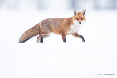renard-roux-portrait-neige-hiver-guillaume-francois-photographe-nature-animalier © Guillaume François