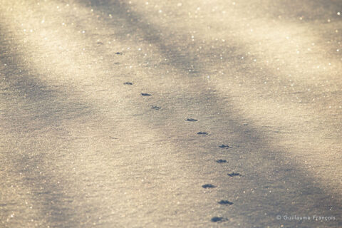 renard-roux-traces-empreintes-neige-hiver-guillaume-francois-photographe-nature-animalier © Guillaume François