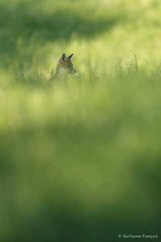 renardeau-ambiance-prairie-guillaume-francois-photographe-nature-animalier © Guillaume François