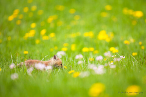 renardeau-dans-les-fleurs-guillaume-francois-nature-photographe-animalier-sauvage © Guillaume François