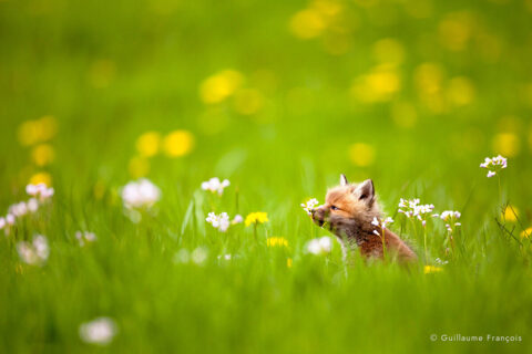 renardeau-dans-les-fleurs-pissenlit-cardamine-guillaume-francois-nature-photographe-animalier-sauvage © Guillaume François