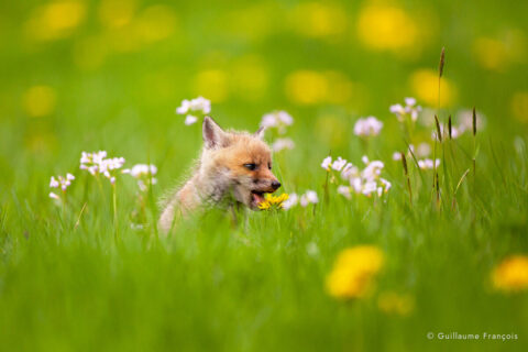 renardeau-dans-les-fleurs-portrait-pissenlit-guillaume-francois-nature-photographe-animalier-sauvage © Guillaume François