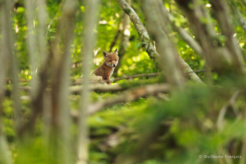 renardeau-guillaume-francois-photographe-nature-animalier (2) © Guillaume François