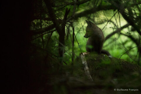 renardeau-guillaume-francois-photographe-nature-animalier © Guillaume François