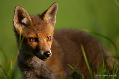 renardeau-guillaume-francois-photographe-nature-animalier © Guillaume François