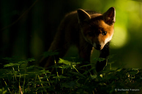 renardeau-lumiere-guillaume-francois-photographe-nature-animalier © Guillaume François
