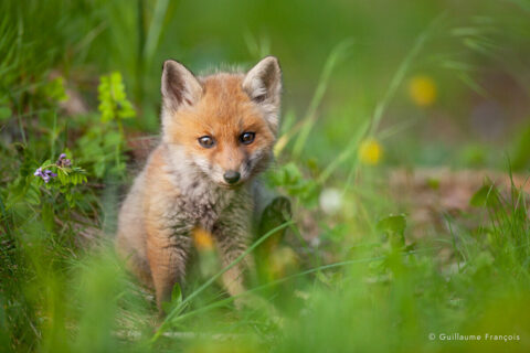 renardeau-portrait-guillaume-francois-nature-photographe-animalier-sauvage © Guillaume François