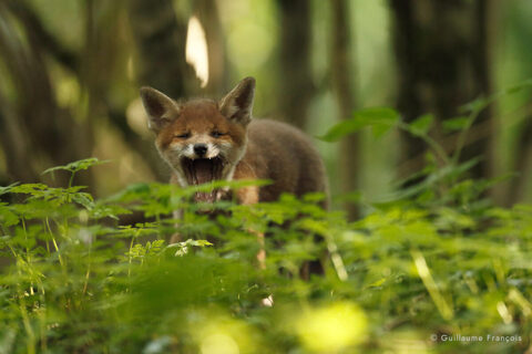 renardeau-qui-baille-guillaume-francois-photographe-nature-animalier © Guillaume François