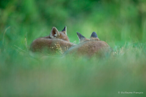 renardeau-qui-dort-guillaume-francois-photographe-nature-animalier © Guillaume François