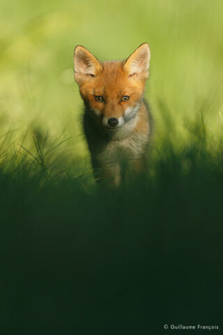 renardeau-sauvage-guillaume-francois-photographe-nature-animalier © Guillaume François