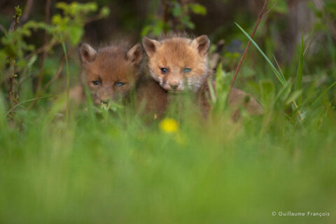 renardeaux-guillaume-francois-photographe-nature-animalier © Guillaume François