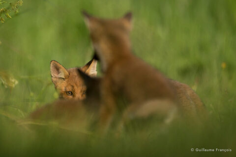 renardeaux-guillaume-francois-photographe-nature-animalier (2) © Guillaume François