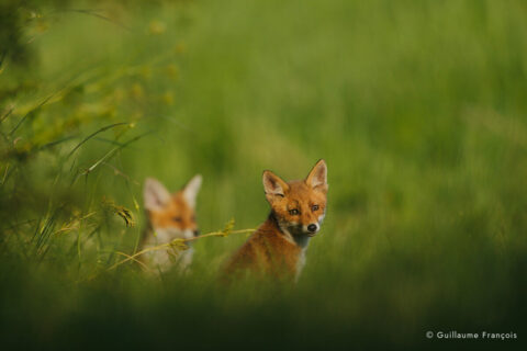 renardeaux-guillaume-francois-photographe-nature-animalier © Guillaume François