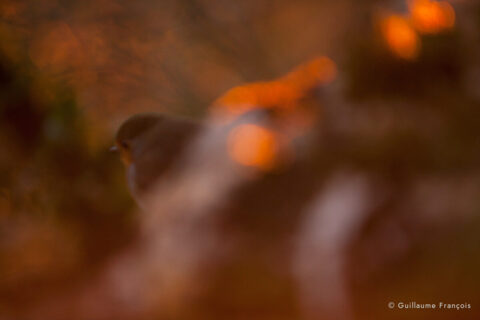 rouge-gorge-guillaume-francois-photographe-nature-animalier © Guillaume François