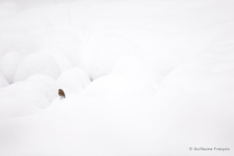 rouge-gorge-hiver-guillaume-francois-photographe-nature-animalier © Guillaume François