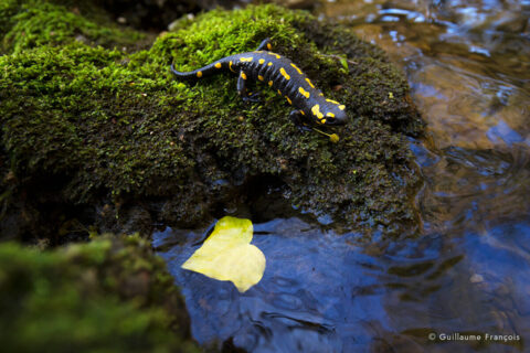 Salamandre tachetée © Guillaume François