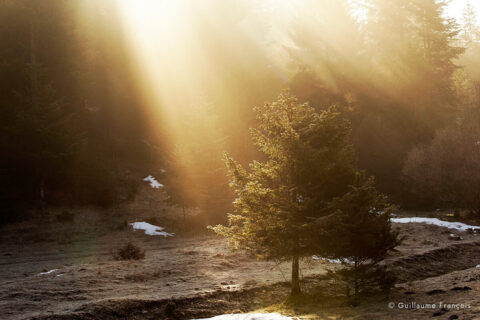 sapin-epicea-lumiere-guillaume-francois-photographe-nature-animalier © Guillaume François