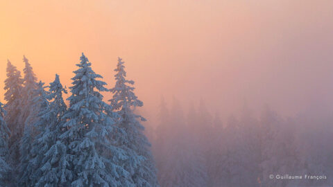 sapins-foret-neige-hiver-guillaume-francois-photographe-nature-animalier © Guillaume François