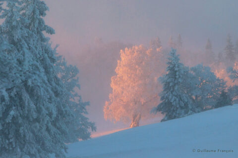saule-lumiere-neige-hiver-guillaume-francois-photographe-nature-animalier © Guillaume François