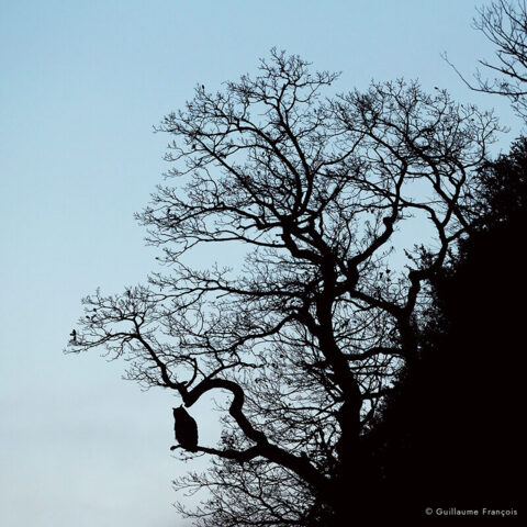 silhouette-Hibou-grand-duc-europe-sentinelle-guillaume-francois-photographe-nature-animalier © Guillaume François