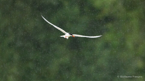 sterne-pierregarin-guillaume-francois-photographe-nature-sauvage-animalier-naturaliste © Guillaume François